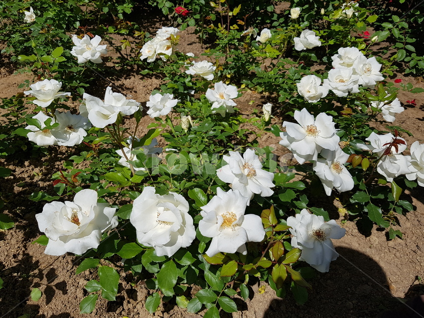 꽃,blossom,flower,식물,plant,식물,자연,plants,nature,꽃,flower