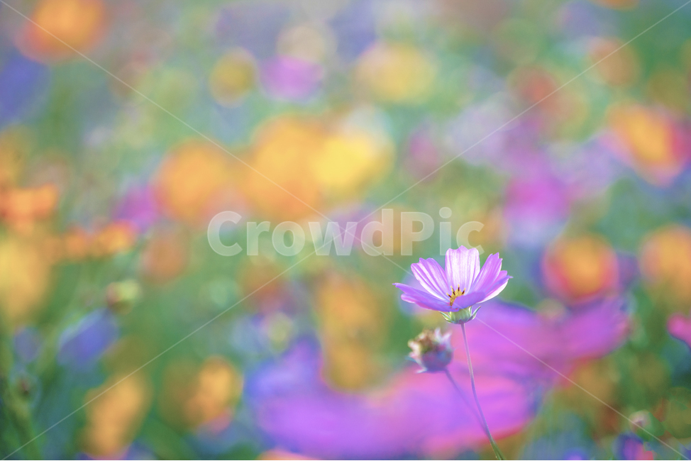 꽃,가을,자연,식물,Flower,가을,계절,fall,autumn,season,식물,자연,plants,nature,꽃,flower,감성,sensible,feeling,plant