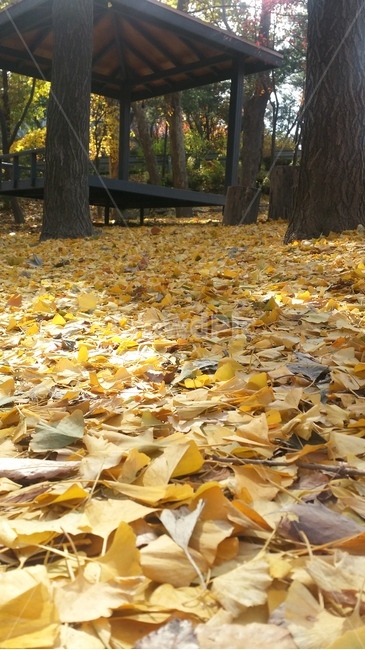 leaf,잎,식물,tree,나무,가을,산책,은행나무,나뭇잎,풍경,가을,계절,fall,autumn,season,plant,tree trunk,나무 줄기