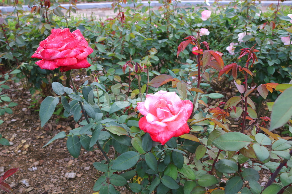 장미,장미꽃,꽃,식물,자연,라미네테,꽃밭,관상용,식물,자연,plants,nature,꽃,flower