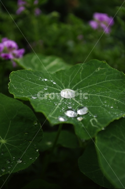 초록,잎,물방울,식물,plant,자연,nature,식물,자연,plants,nature