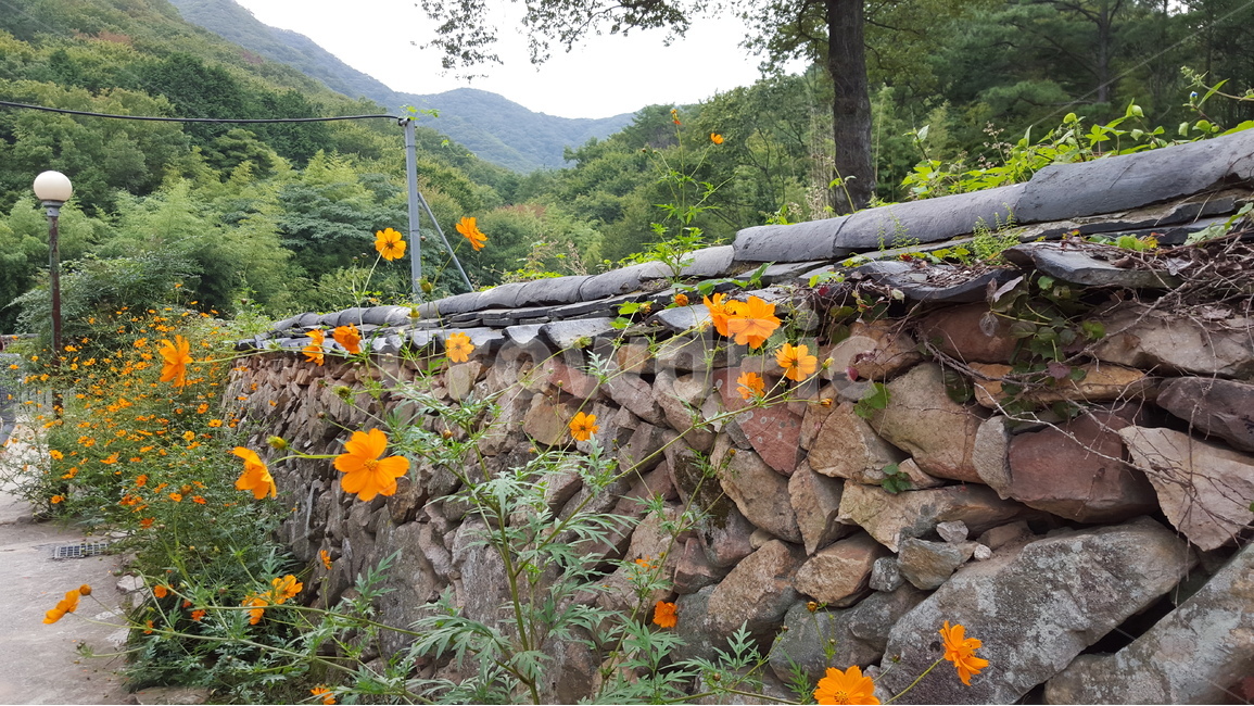 담장,기와,여름꽃,돌담,한옥,한국전통,한국문화,korean traditional,korean culture,건축물,건물외관,exterior,building,structure,architecture,construction