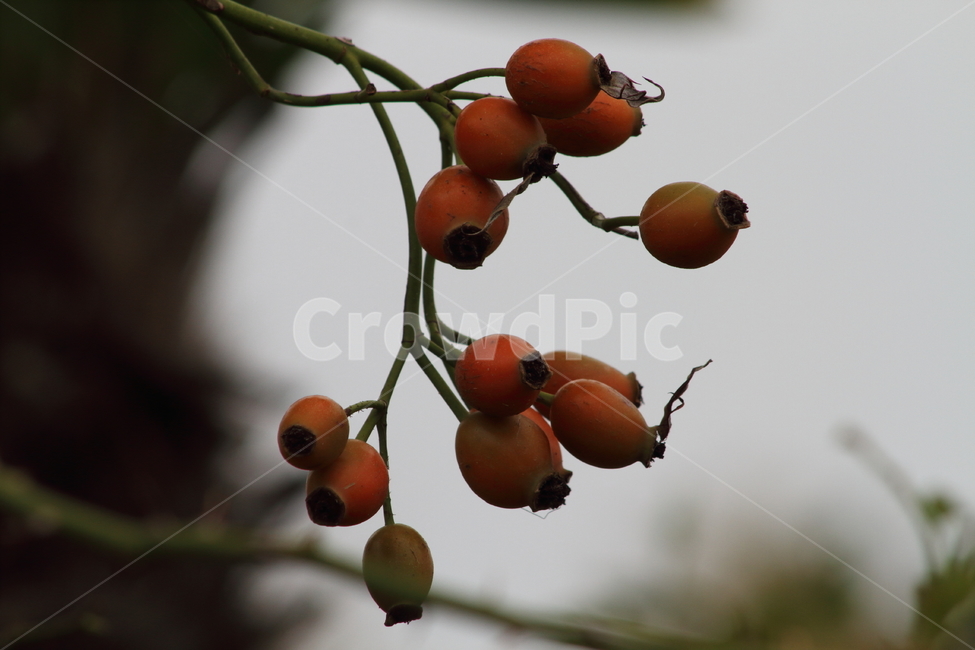 장미열매,열매,종자,번식,로즈힙,식물,자연,plants,nature,과일,열매,fruit