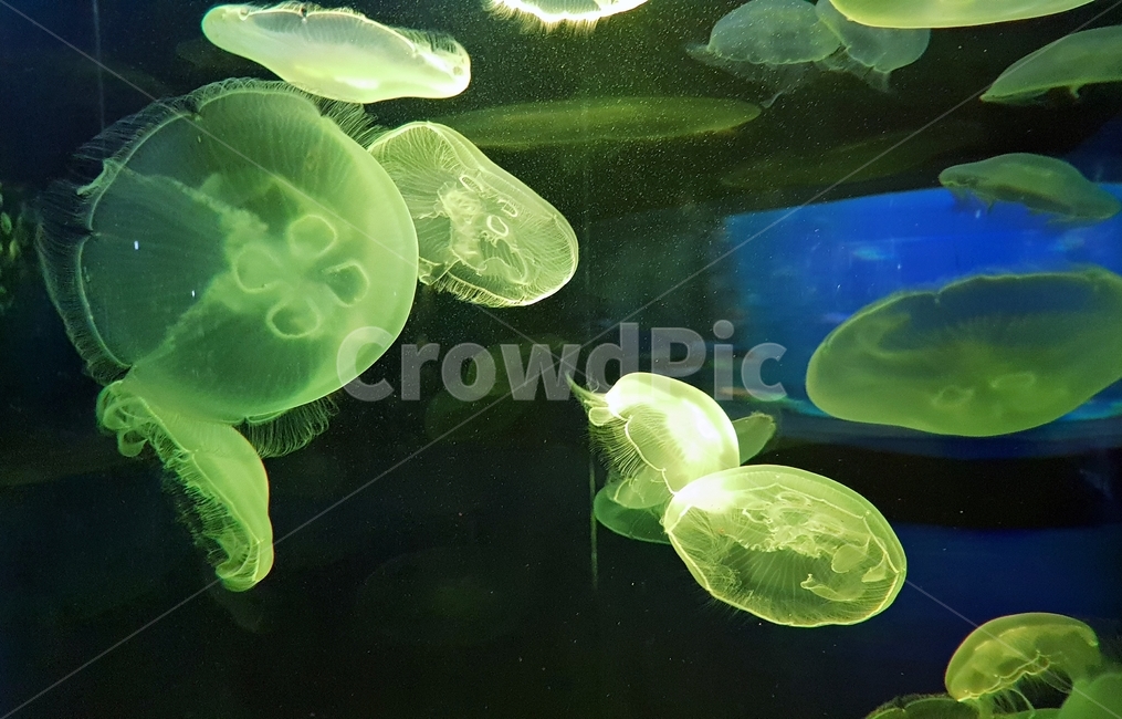 해파리,보라색,해파리류,빛남,수족관,iellyfish,동물,자연,바다,nature,sea,해양생물,동물,animal