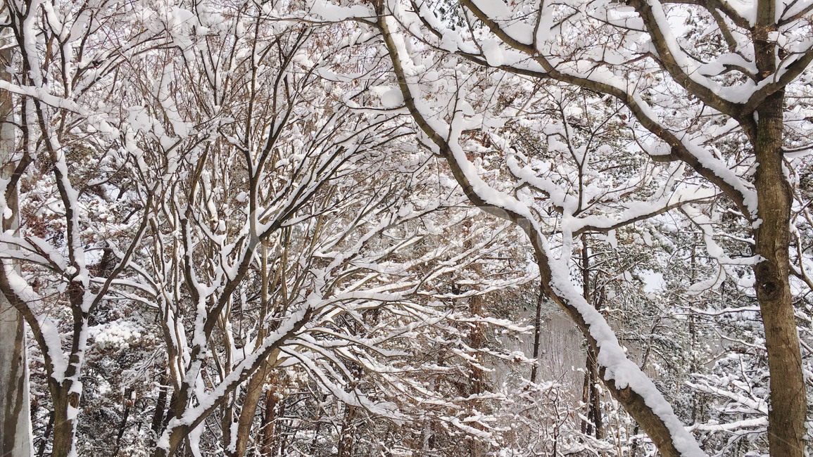 설산,겨울산,눈쌓인나무,눈내린나무,snowtree,겨울,계절,winter,season
