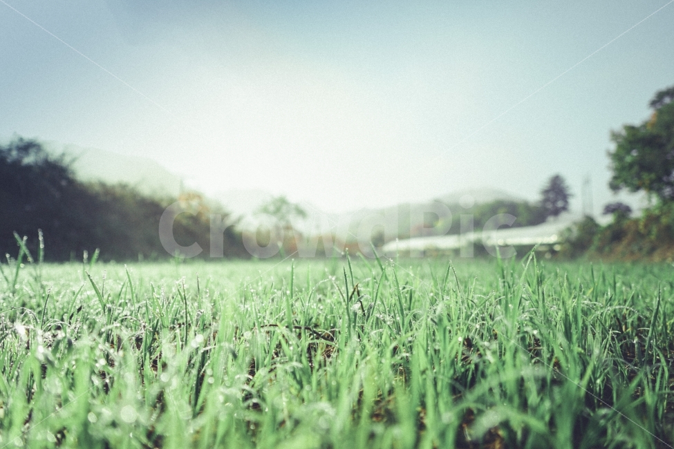 하늘,풀,싱그러움,새싹,파랑,시골,자연,풍경,nature,landscape,식물,plants,감성,sensible,feeling