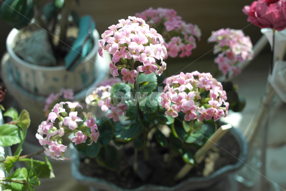 flower,꽃,화분,식물,자연,실내용화초,화분,화초,house plant