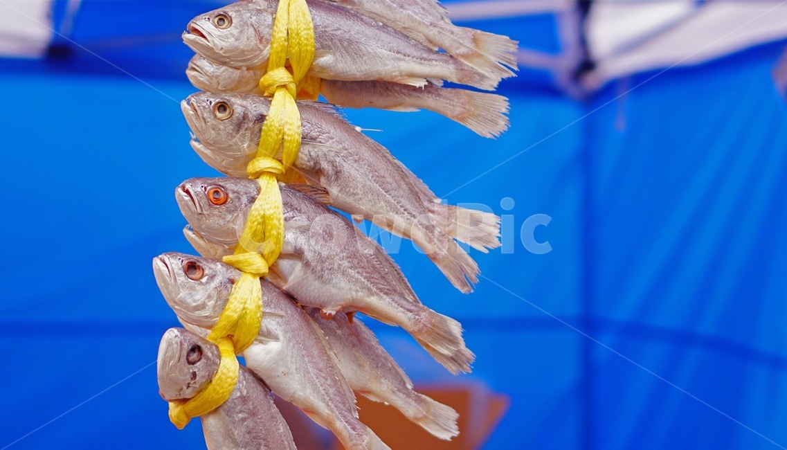 굴비,생선,조기,파란색,보색,complementarycolor,fish,croaker,어류,시장,market,traditionalmarket,전통시장,노란색,yellow,줄줄이,inarow,음식,식재료,요리,food,cook,meal,dishes,food reserves,수산물,해산물,fishery products,seafood