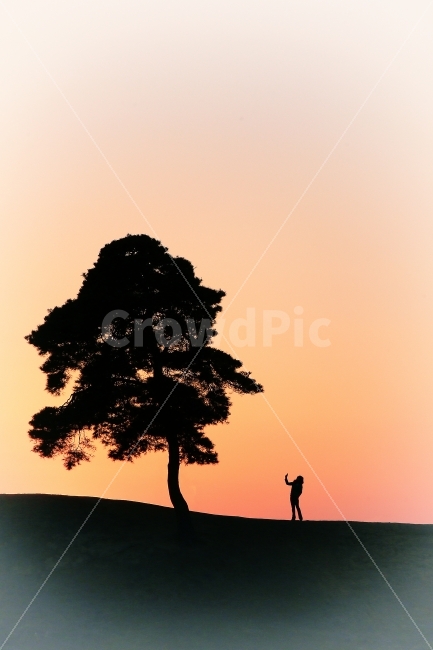 소나무,소녀,실루엣,풍경,감성,식물,자연,plants,nature,나무,trees,wood,사람,인물,인간,human,person,인물실루엣,사람실루엣,character silhouette,human silhouette,tree,plant