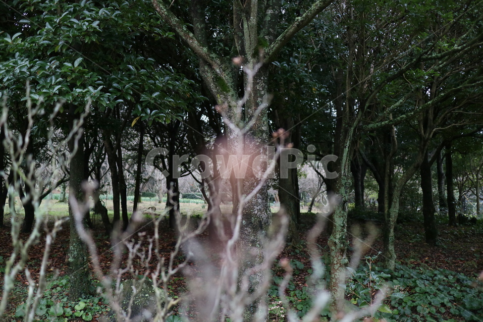 plant,식물,tree,나무,vegetation,초목