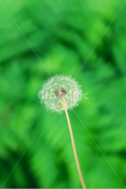 민들레,꽃,감성,민들레홀씨,초록,식물,자연,plants,nature,sensible,flower,feeling,추억,그리움,아웃포커싱,seed,green