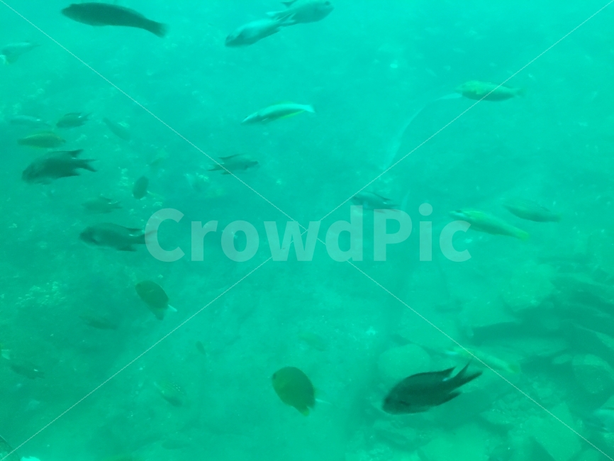 물고기,수중사진,청량함,바닷속,깨끗함,동물,animal,어류,물고기,fish