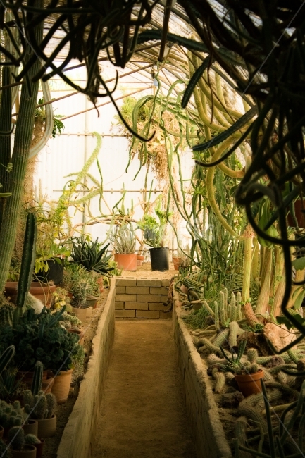 선인장,식물,자연,동굴,터널,실내,비닐하우스,화분,식물,자연,plants,nature,실내용화초,화분,화초,house plant