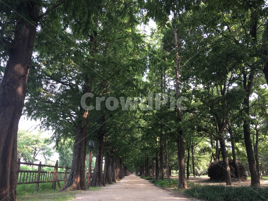 가로수길,자연,나무,산책길,정원,자연,풍경,nature,landscape,garden,outdoors,옥외,arbour,정자