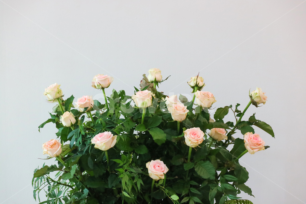 꽃,꽃꽂이,센터피스,장미,분홍장미,꽃다발,장미꽃,식물,자연,plants,nature,꽃,flower