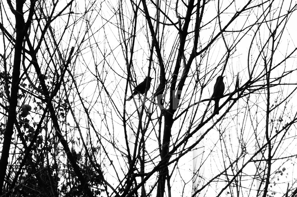 흑백,새,나뭇가지,나무,자연,실루엣,겨울,식물,자연,plants,nature,나무,trees,wood,동물,animal,조류,새,birds,흑백,모노톤,monochrome,black and white