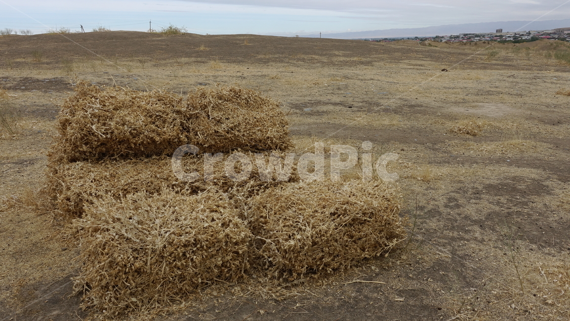 건초,여물,grass,마른풀,yellow,brown,자연