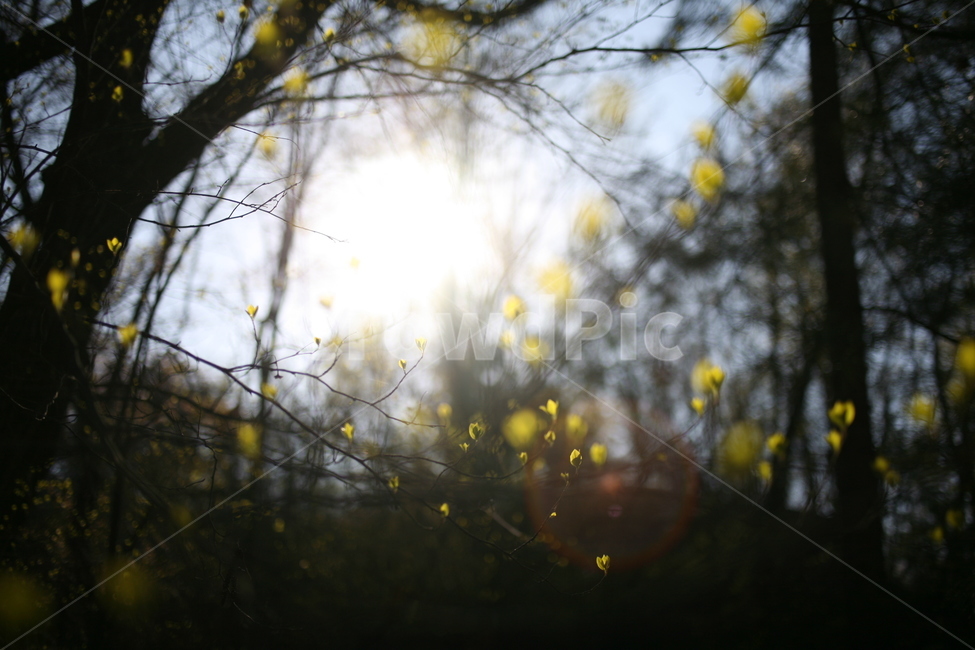 햇빛,빛,풍경,나무,새싹,봄,tree,plant