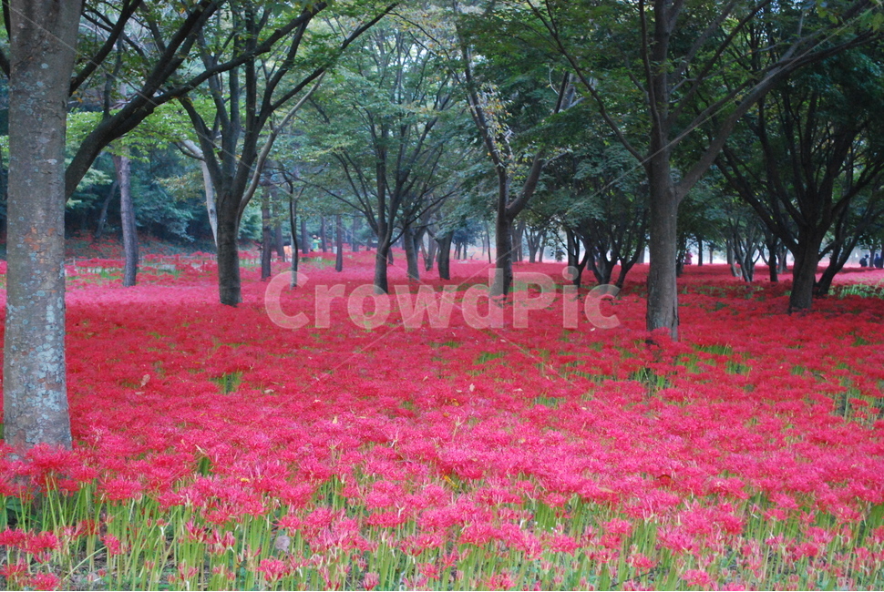 영광,불갑사,꽃무릇,꽃무릇축제,상사화,상사화축제,자연,풍경,nature,landscape,식물,plants,꽃,flower,plant,tree,나무