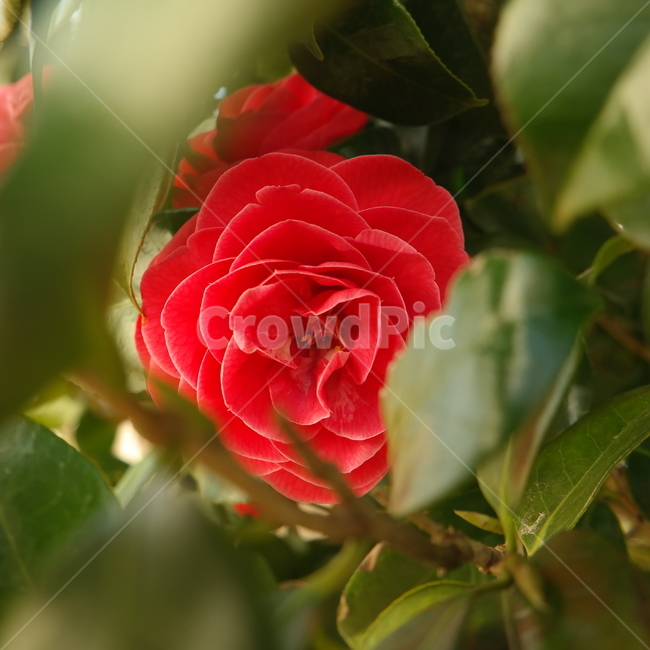 동백꽃,꽃,flower,plant,식물,감성,자연,하늘,빨간꽃,동백,camelliaflower
