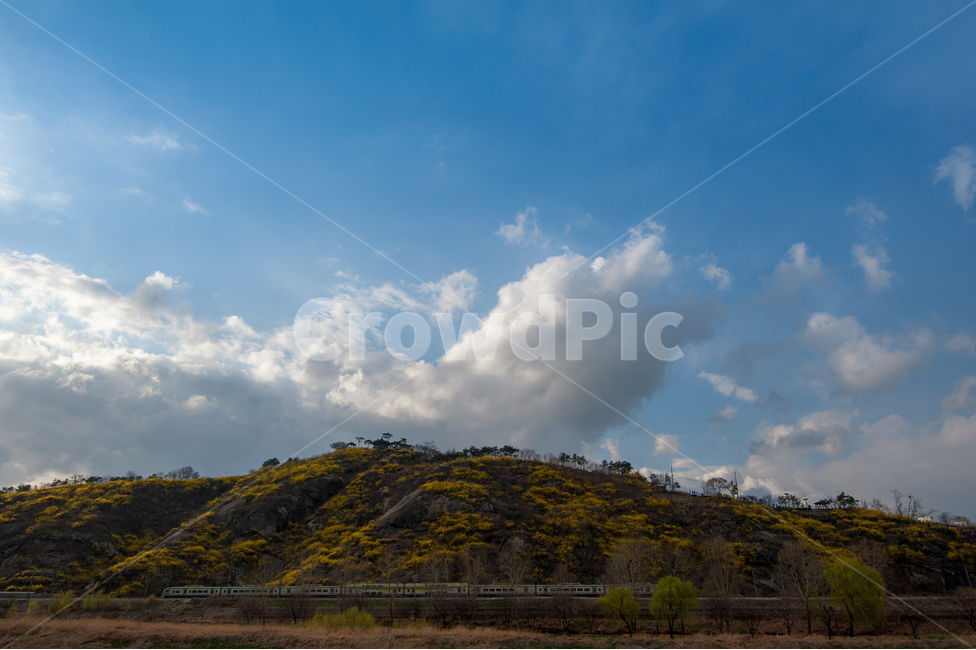 응봉산,개나리,희망,정,감격,달성,구름,하늘,봄,계절,spring,season,자연,풍경,nature,landscape,outdoors,옥외,weather,날씨