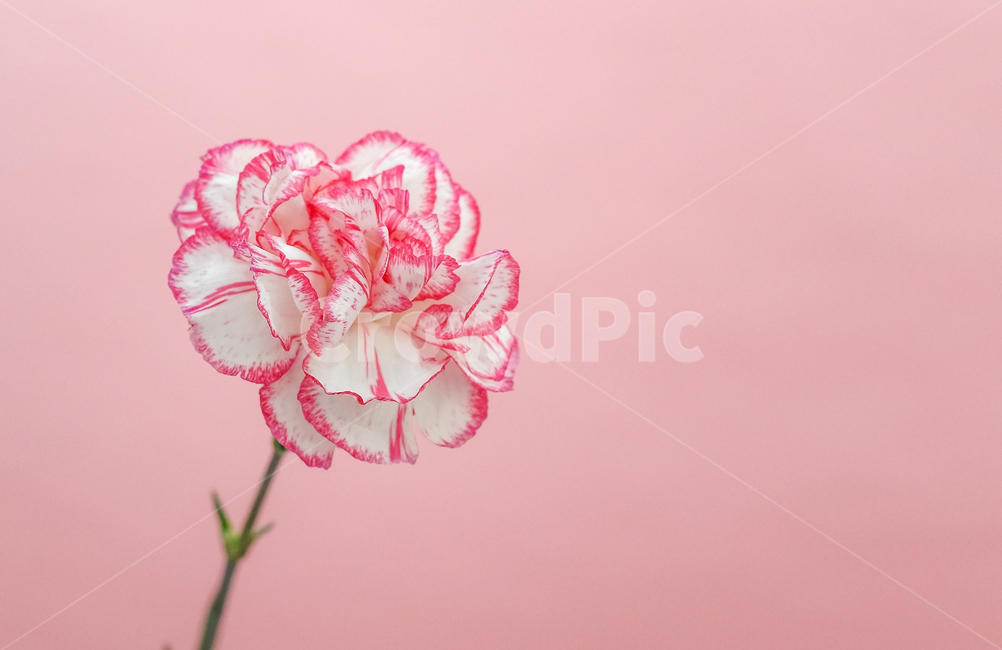 카네이션,어버이날,봄,꽃,스승의날,감사합니다,감사꽃,꽃배경,카네이션배경,꽃,flower,가족,패밀리,family,기념일,축하,anniversary,congratulation,celebrate,celebration,교육,학교,공부,education,learning,study,school