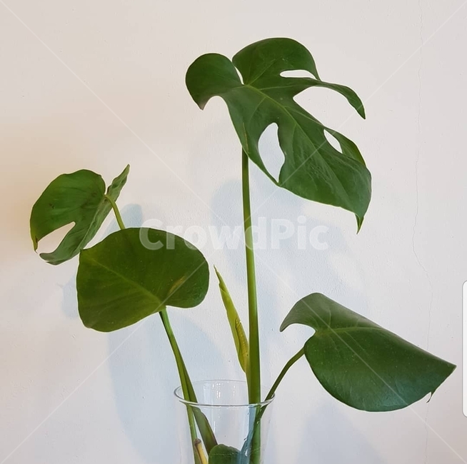 몬스테라,monstera,식물,플랜테리어,plants,planteria