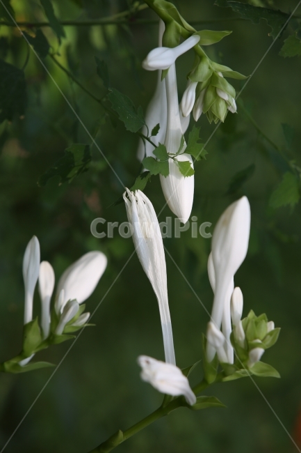식물,꽃,원추리꽃,순수,흰색,식물,자연,plants,nature,꽃,flower