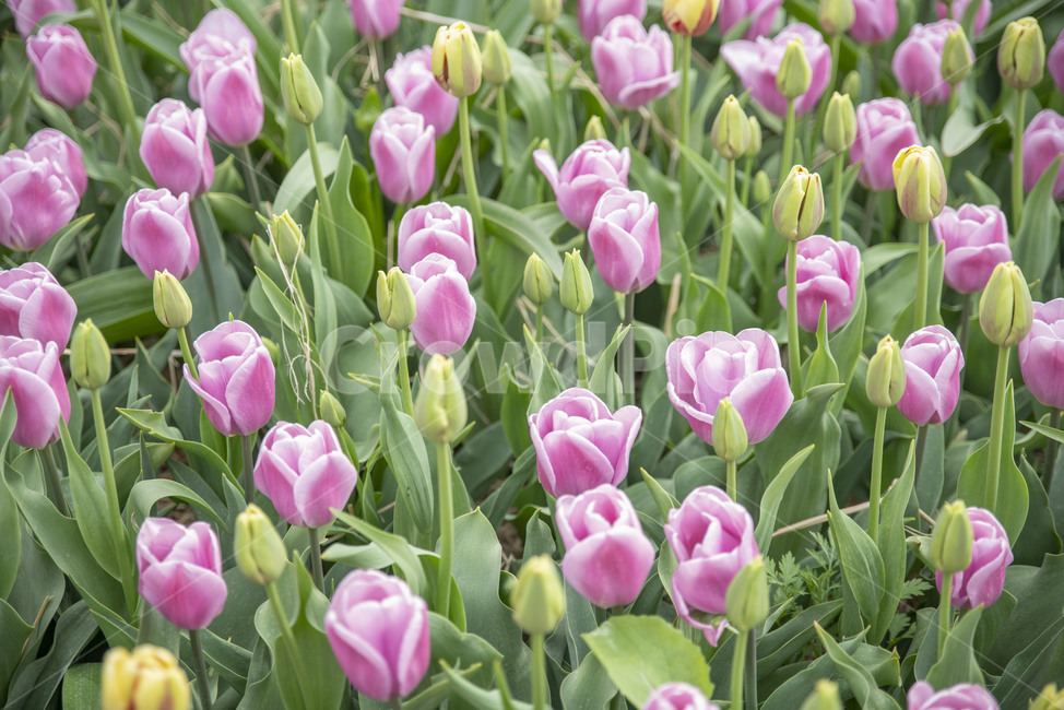봄꽃,꽃,튤립,꽃밭,튤립축제,봄,계절,spring,season,식물,자연,plants,nature,꽃,flower,plant,blossom
