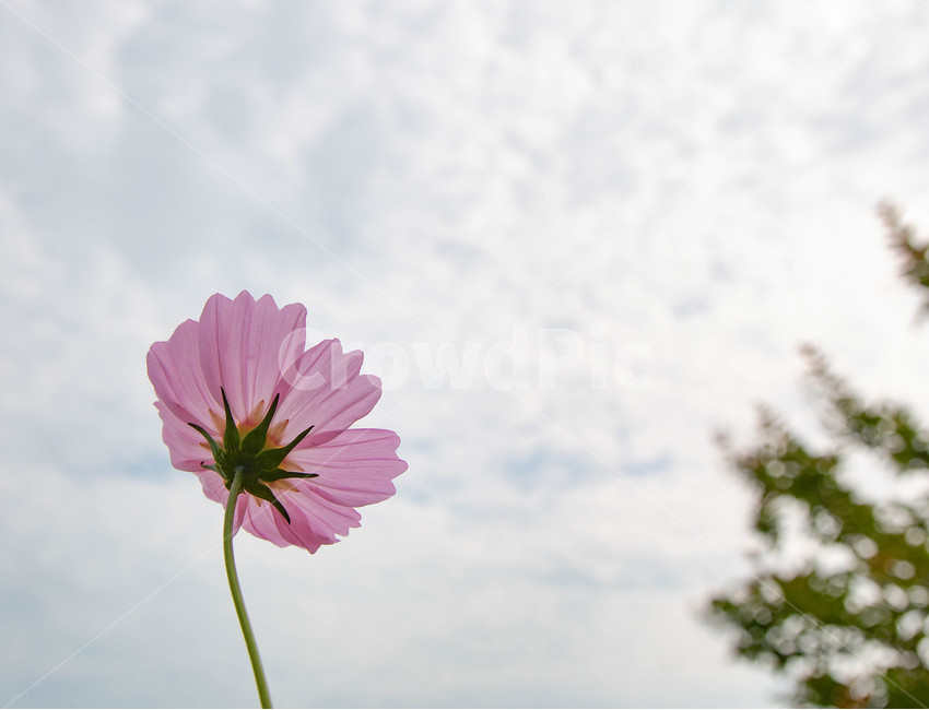 꽃,자연,풍경,하늘,구름,나무,식물,자연,plants,nature,꽃,flower
