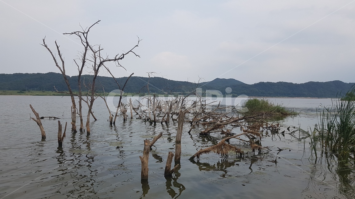 자연,풍경,강,나무,tree