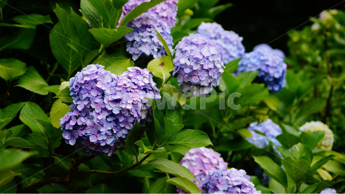 수국,산수국,꽃,꽃사진,태종대,식물,식물,자연,plants,nature,꽃,flower
