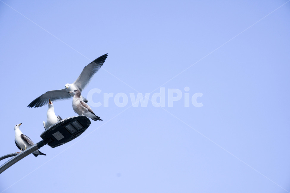 blue sky,feather,flight,blue background,wild animals,summer,Korean seagull,beautiful,Beach,freedom,bird,Seagull,white seagull,High,sky,west coast of korea,bird flight,natural,nature,water,korea,blue,ocean,background,animal,white bird,wing,wild