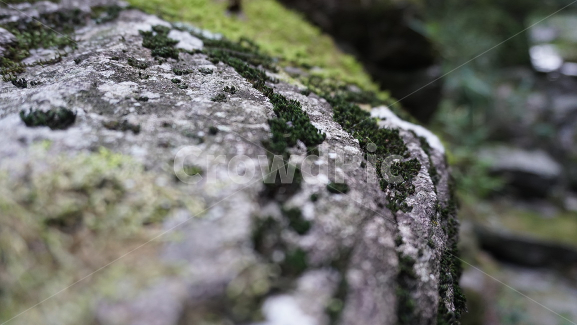 이끼,바위,물,수분,감성,식물,자연,plants,nature