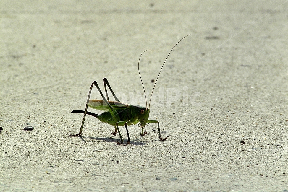 여치,메뚜기,곤충,벌래,locusts,insectlife,bulrae