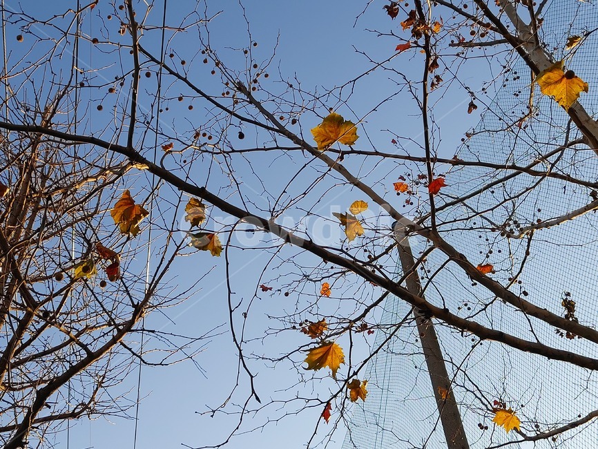 plant,식물,leaf,잎,tree,나무,하늘,sky,가을,autumn