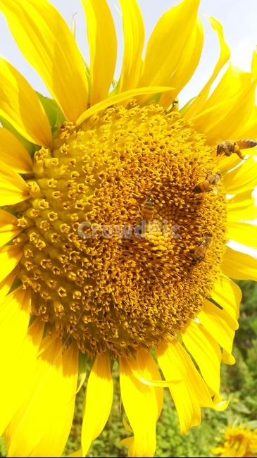 벌,해바라기,꿀벌,sunflower,bee