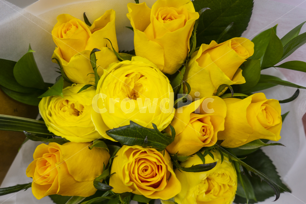 장미,노란장미,flower,꽃,rose,자연,노란색,장미꽃,꽃다발