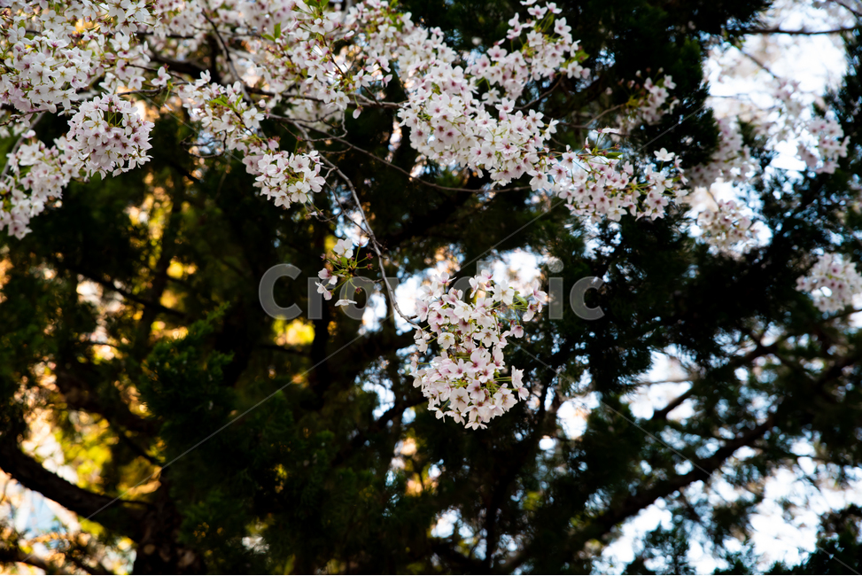 감성,feel,feeling,풍경,벚꽃,식물,봄,봄꽃,spring,봄,계절,spring,season,plant,flower,꽃,blossom,cherry blossom