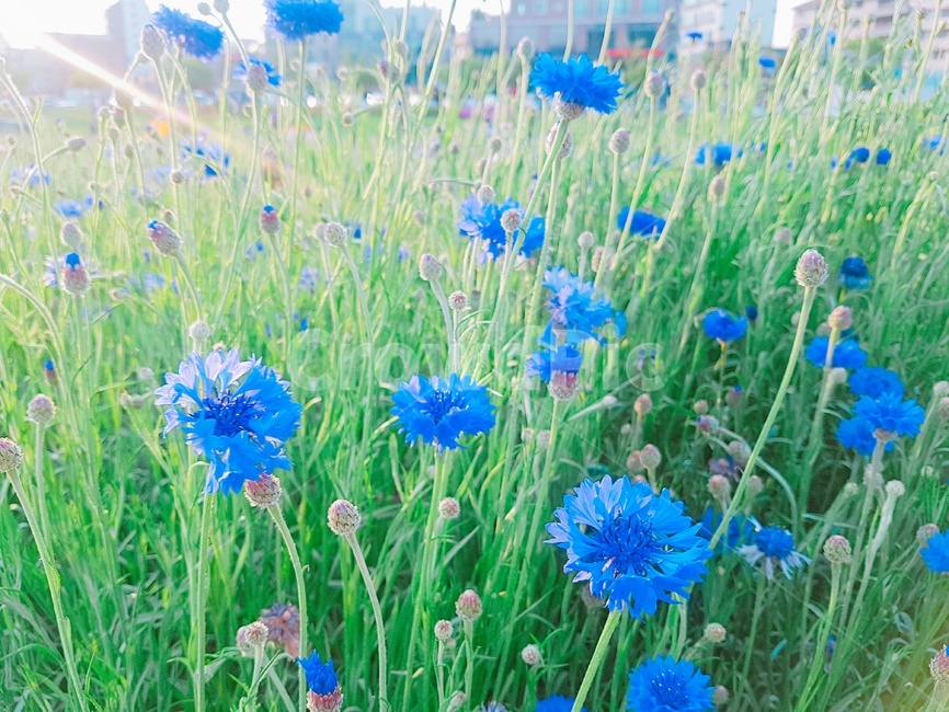 blossom,꽃,iris,아이리스,flower,식물,plant,빛,light,식물,자연,plants,nature,꽃,flower