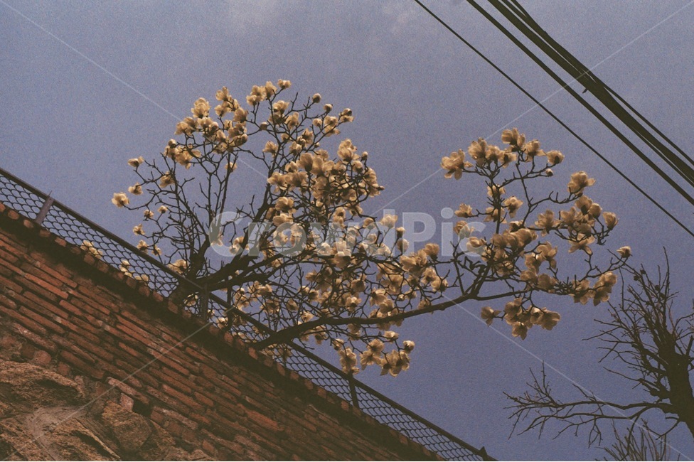 목련,하늘,자연,꽃나무,꽃,flower,sky,spring,봄,계절,spring,season,식물,자연,plants,nature,꽃,flower