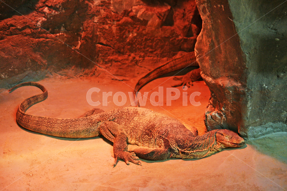 동물원,동물,파충류,왕도마뱀,zoo,animal,lizard,동물,animal,파충류,양서류,reptile,amphibian