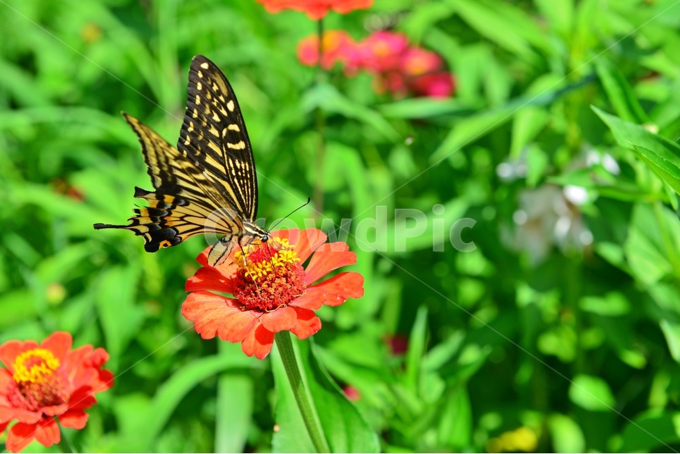nature,자연,outdoors,옥외,백일홍,호랑나비,나비,plant,식물,식물,자연,plants,nature,꽃,flower,동물,animal,곤충,벌레,insect,bug