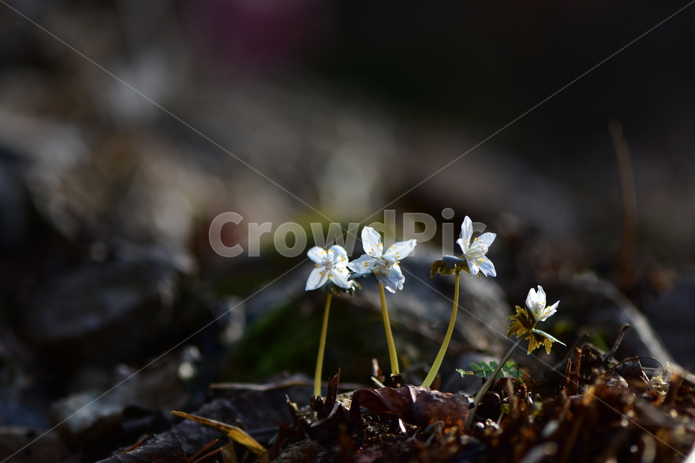 너도바람꽃,야생화,봄,꽃,풀꽃,자연,식물,식생,감성,힐링,plants,nature,spring,season,flower,emotion,feeling,흰색,초본,너도바람꽃속