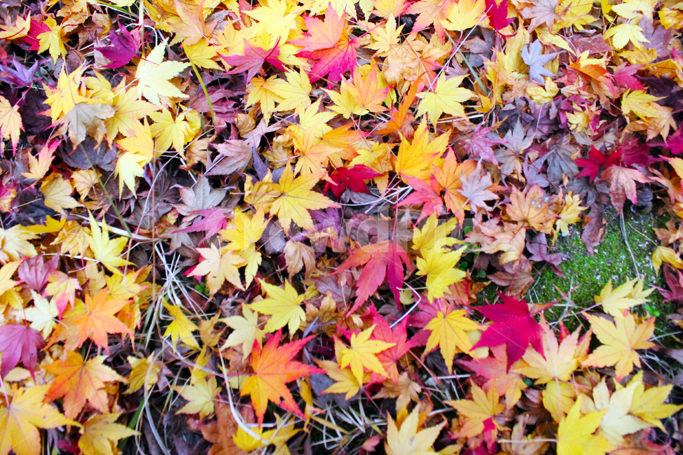 가을,감성,단풍잎,컬러풀,잎,maple,낙엽,가을,계절,fall,autumn,season