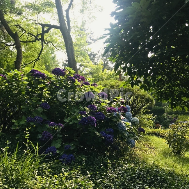 자연,숲,수국,꽃말,진심,꽃