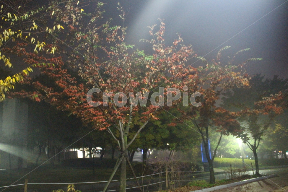 새벽,밤,나무,올림픽공원,단풍,야경,밤,풍경,nightscape,night,landscape,tree,plant,식물