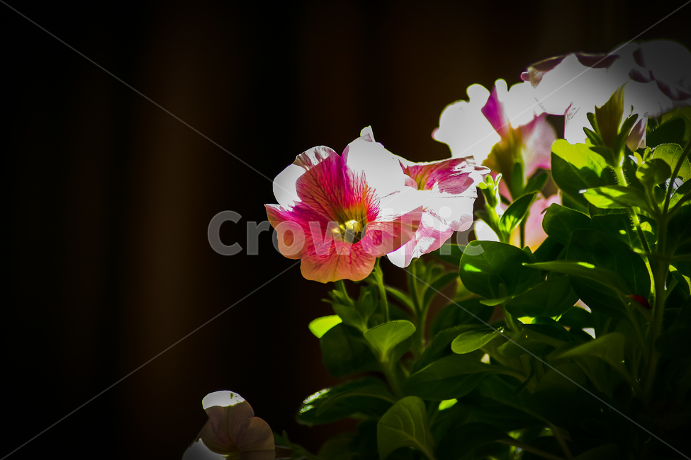 꽃,식물,화분,화초,취미,식물,자연,plants,nature,꽃,flower