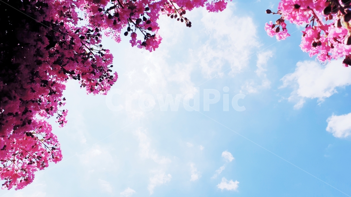 배롱나무,백일홍,꽃,식물,여름,자연,plants,nature,green,분홍,나무,자연,풍경,nature,landscape,plant,flower,blossom,spring,봄