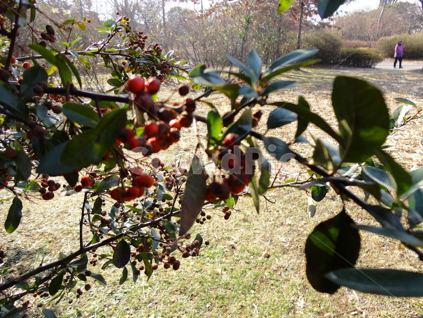 식물,fruit,red,겨울,나무